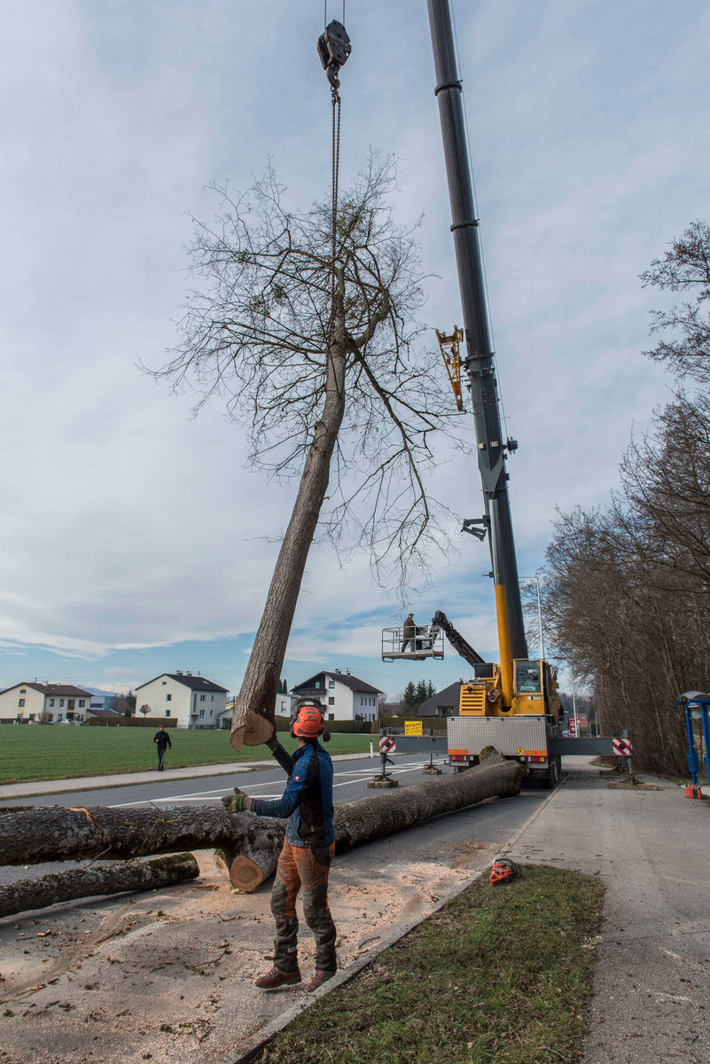 Kran mit gefälltem Baum von Kammerhuber Holzschlägerung