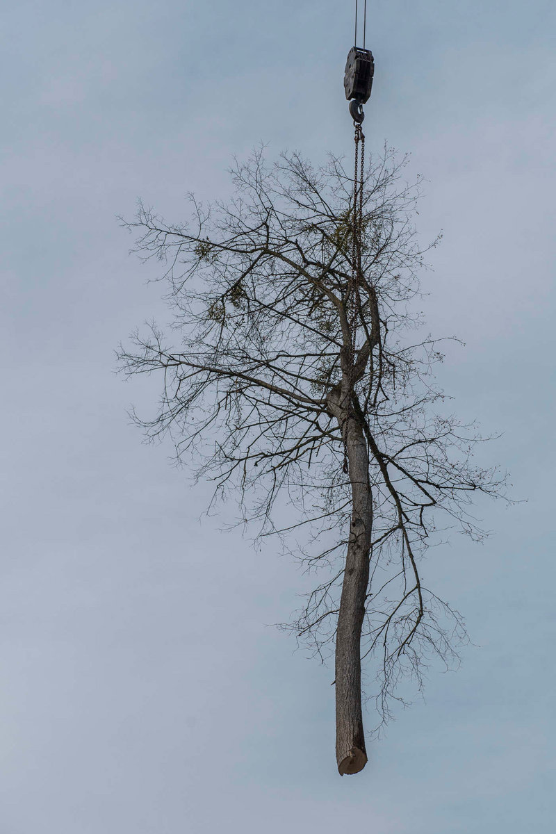 gefällter Baum von Kammerhuber Holzschlägerung