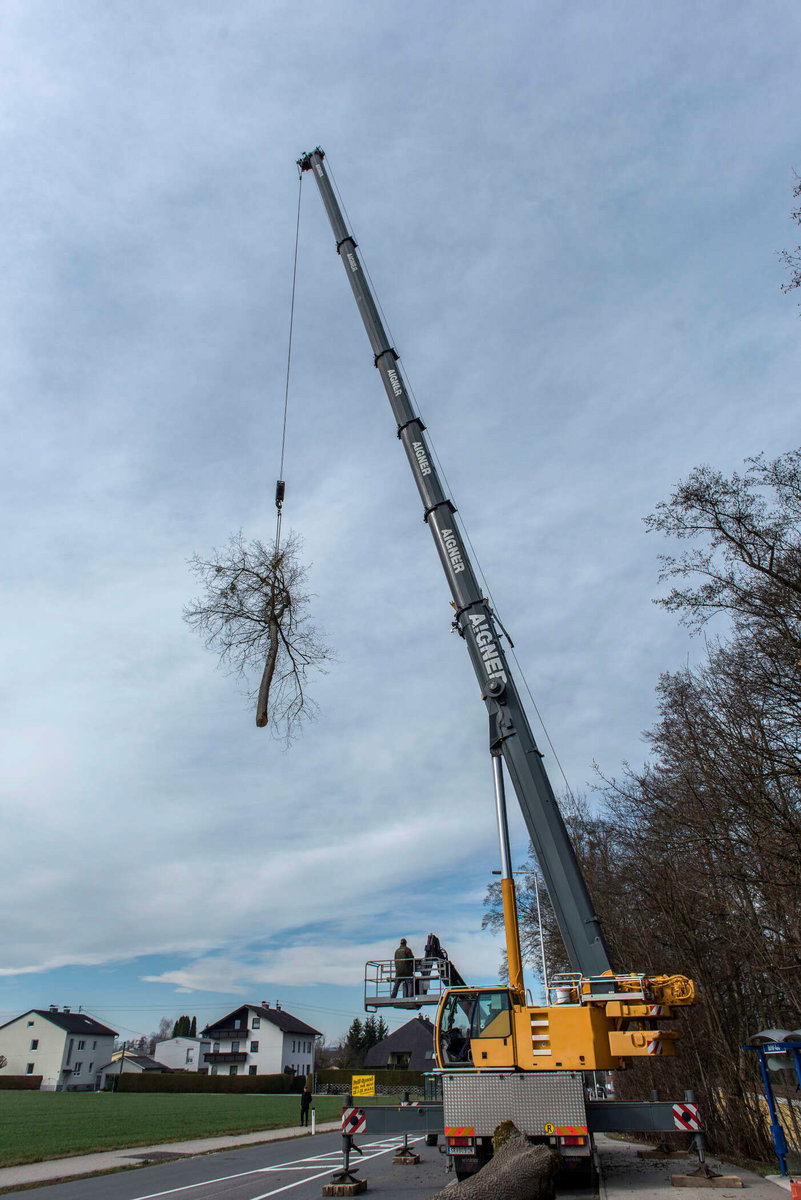 gefällter Baum von Kammerhuber Holzschlägerung