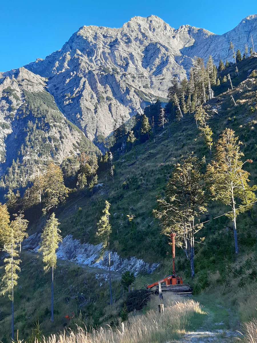 Baumfällung im Gebirge von Kammerhuber Holzschlägerung