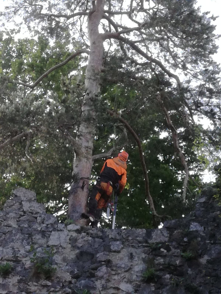 Mitarbeiter von Kammerhuber Holzschlägerung bei Baumfällung